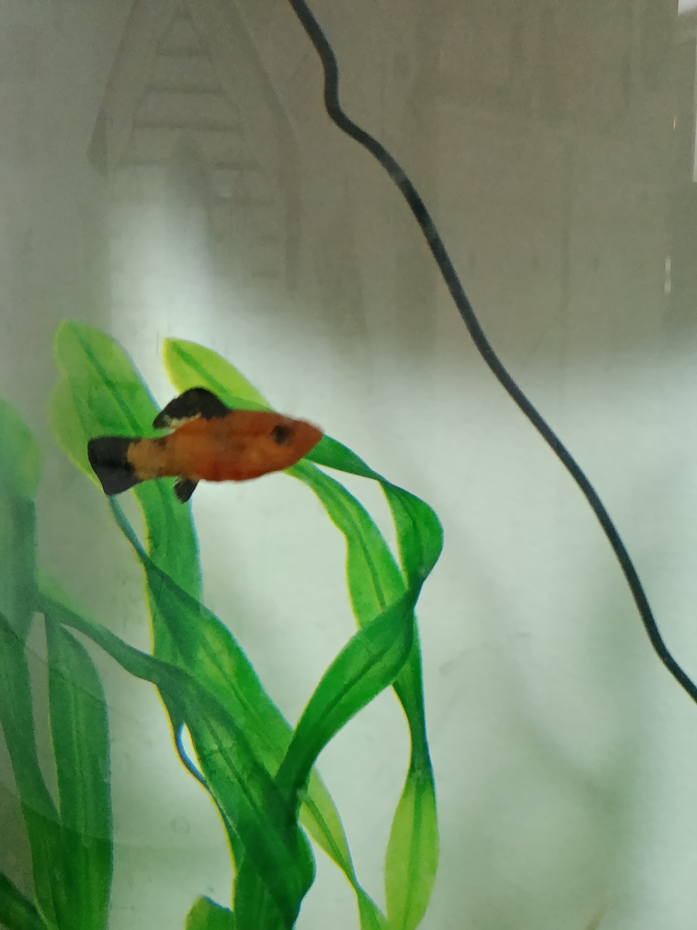 הדג הכי חמוד